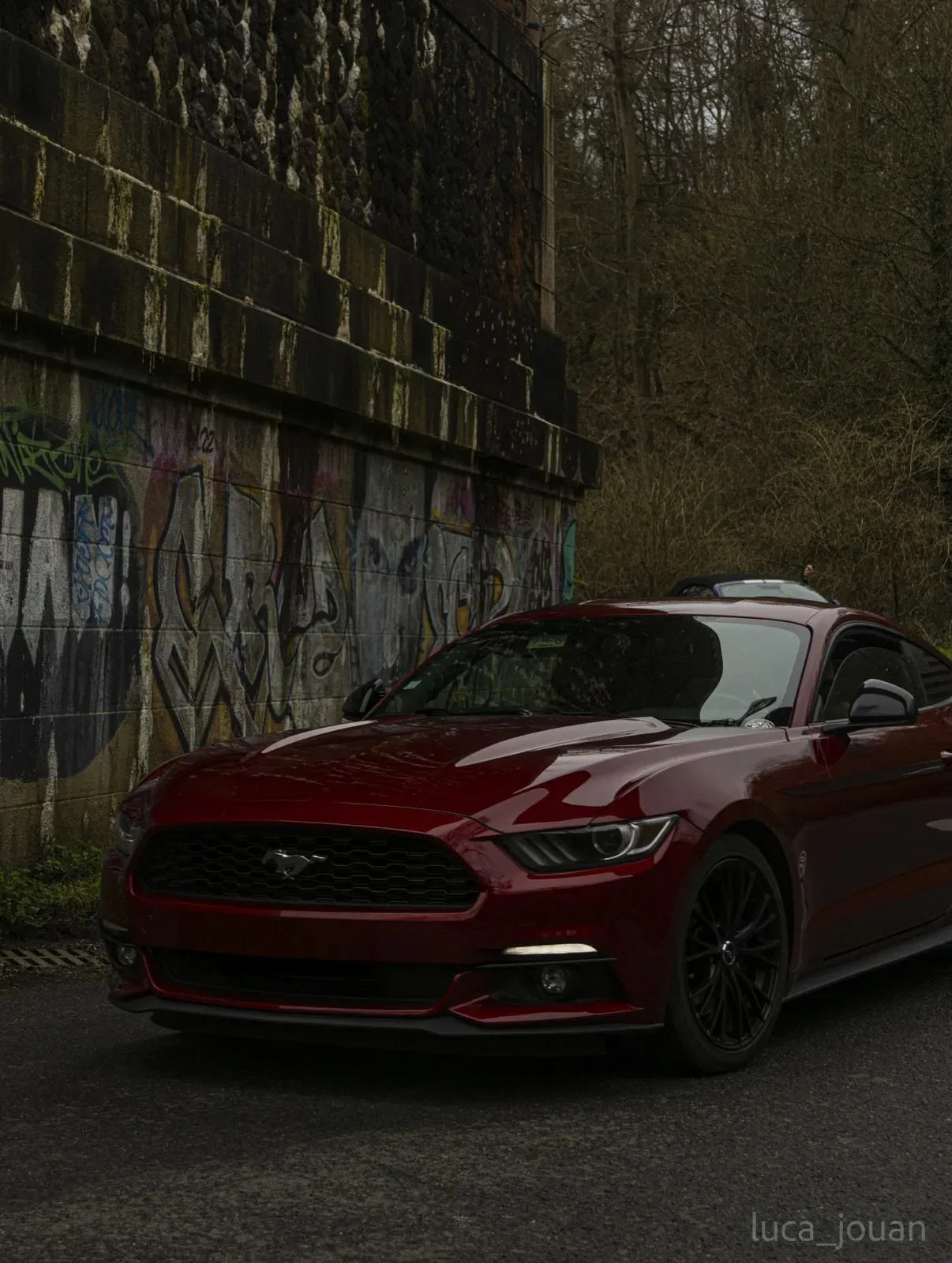 Mustang lors de la sortie du 21 février 2026, Côtes-d'Armor (22) · photo 1