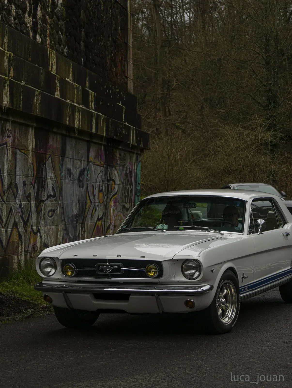 Mustang lors de la sortie du 21 février 2026, Côtes-d'Armor (22) · photo 3