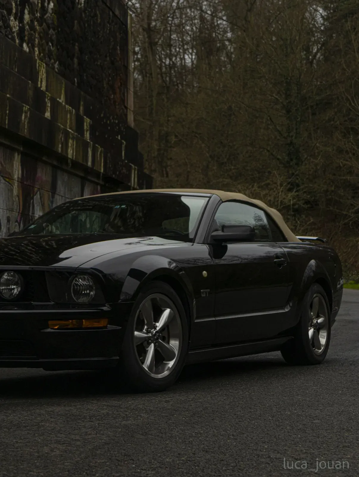 Mustang lors de la sortie du 21 février 2026, Côtes-d'Armor (22) · photo 6
