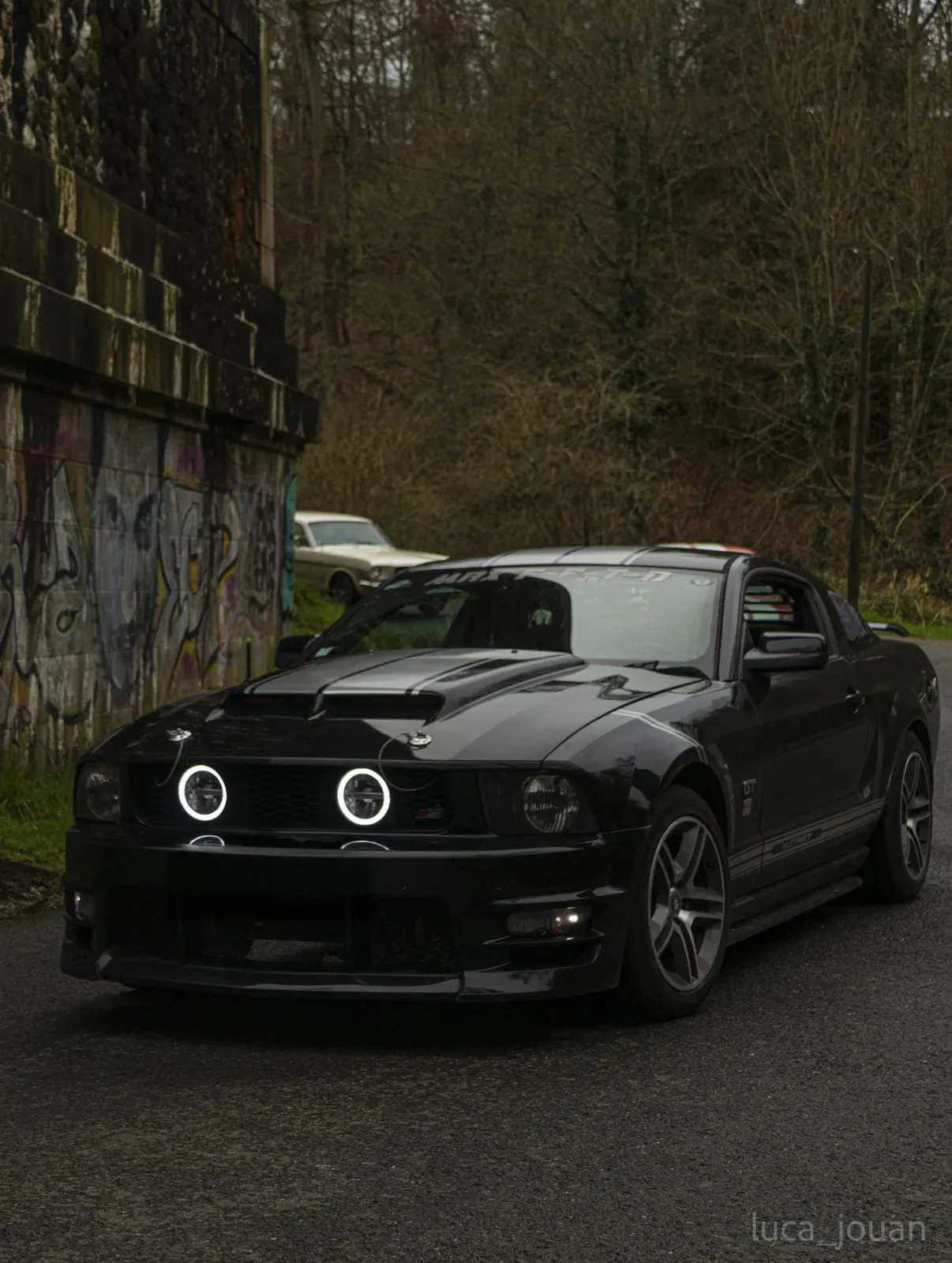 Mustang lors de la sortie du 21 février 2026, Côtes-d'Armor (22) · photo 8