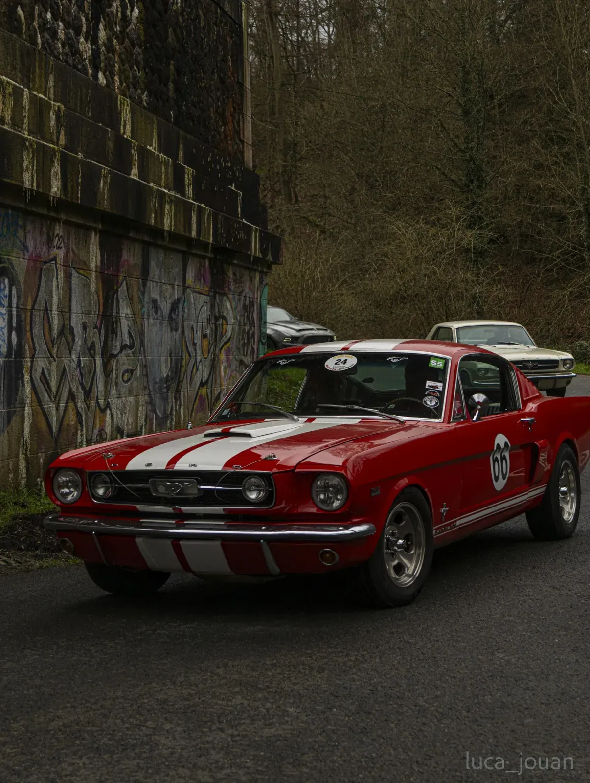 Mustang lors de la sortie du 21 février 2026, Côtes-d'Armor (22) · photo 9