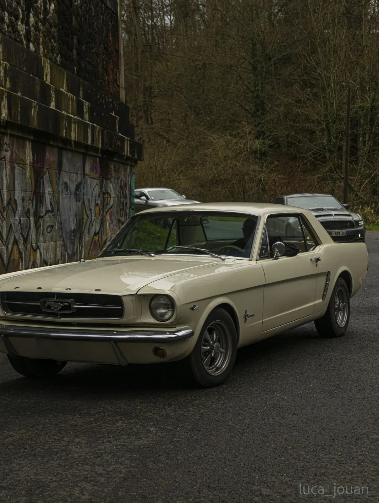 Mustang lors de la sortie du 21 février 2026, Côtes-d'Armor (22) · photo 10