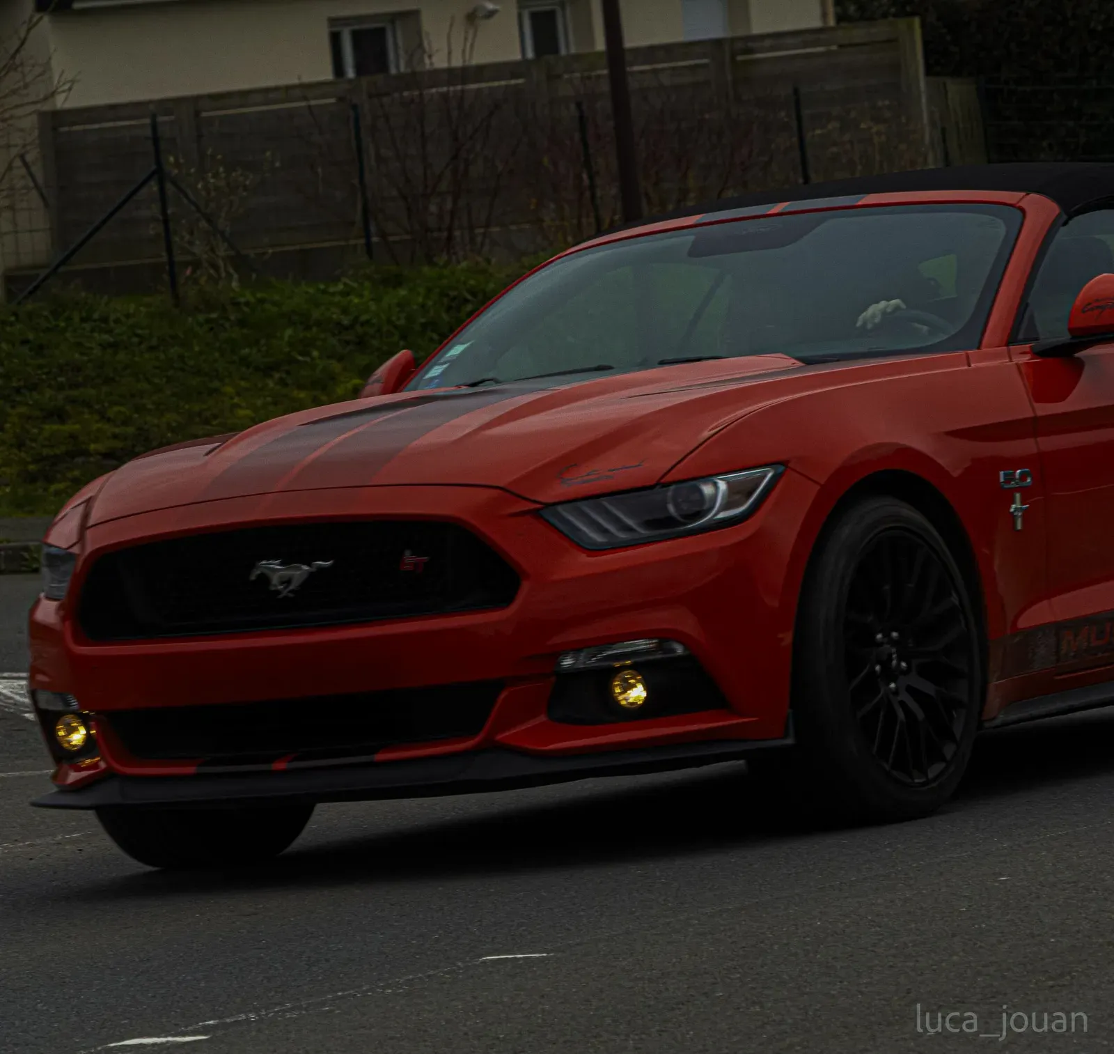 Mustang lors de la sortie du 21 février 2026, Côtes-d'Armor (22) · photo 18