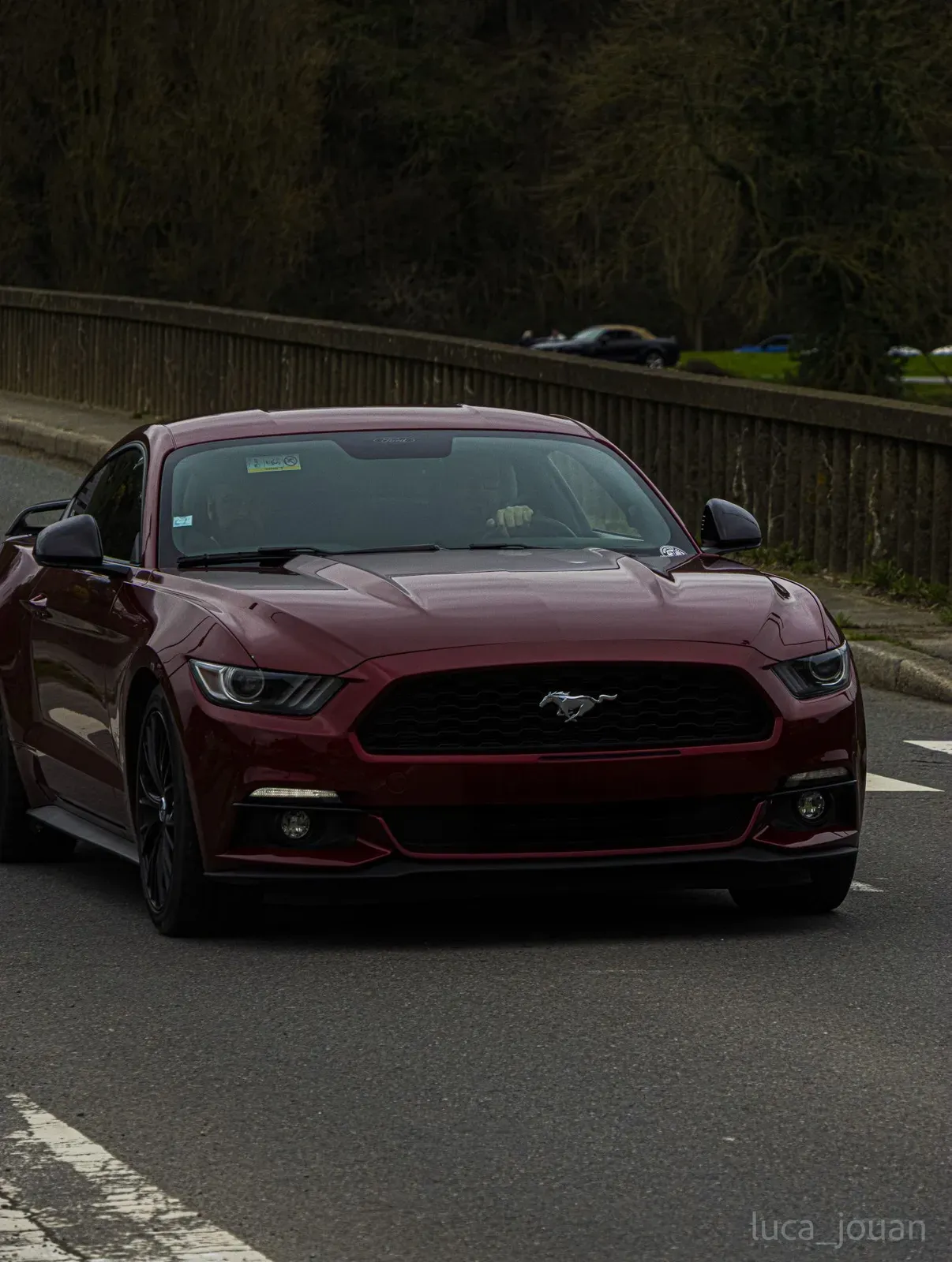 Mustang lors de la sortie du 21 février 2026, Côtes-d'Armor (22) · photo 23
