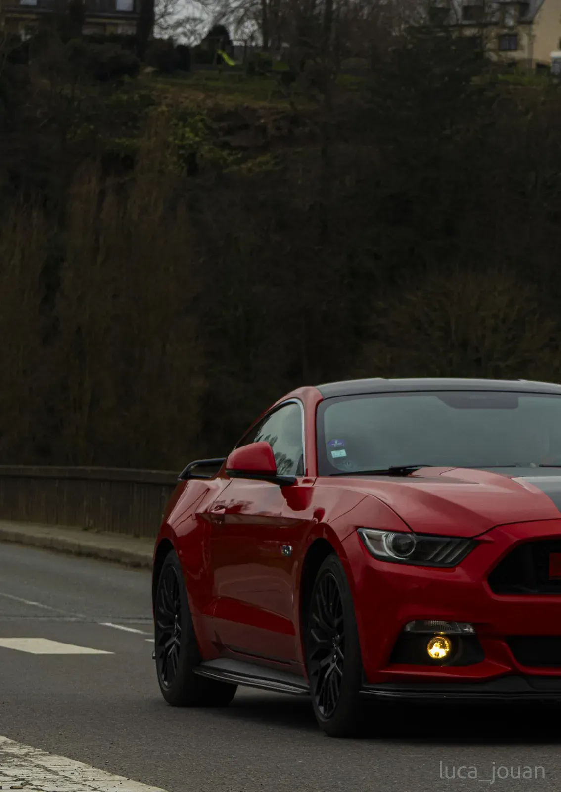 Mustang lors de la sortie du 21 février 2026, Côtes-d'Armor (22) · photo 25