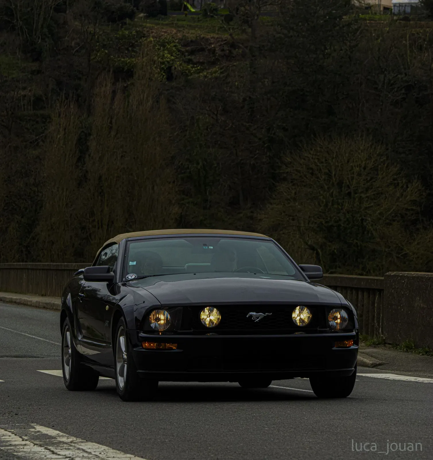 Mustang lors de la sortie du 21 février 2026, Côtes-d'Armor (22) · photo 26