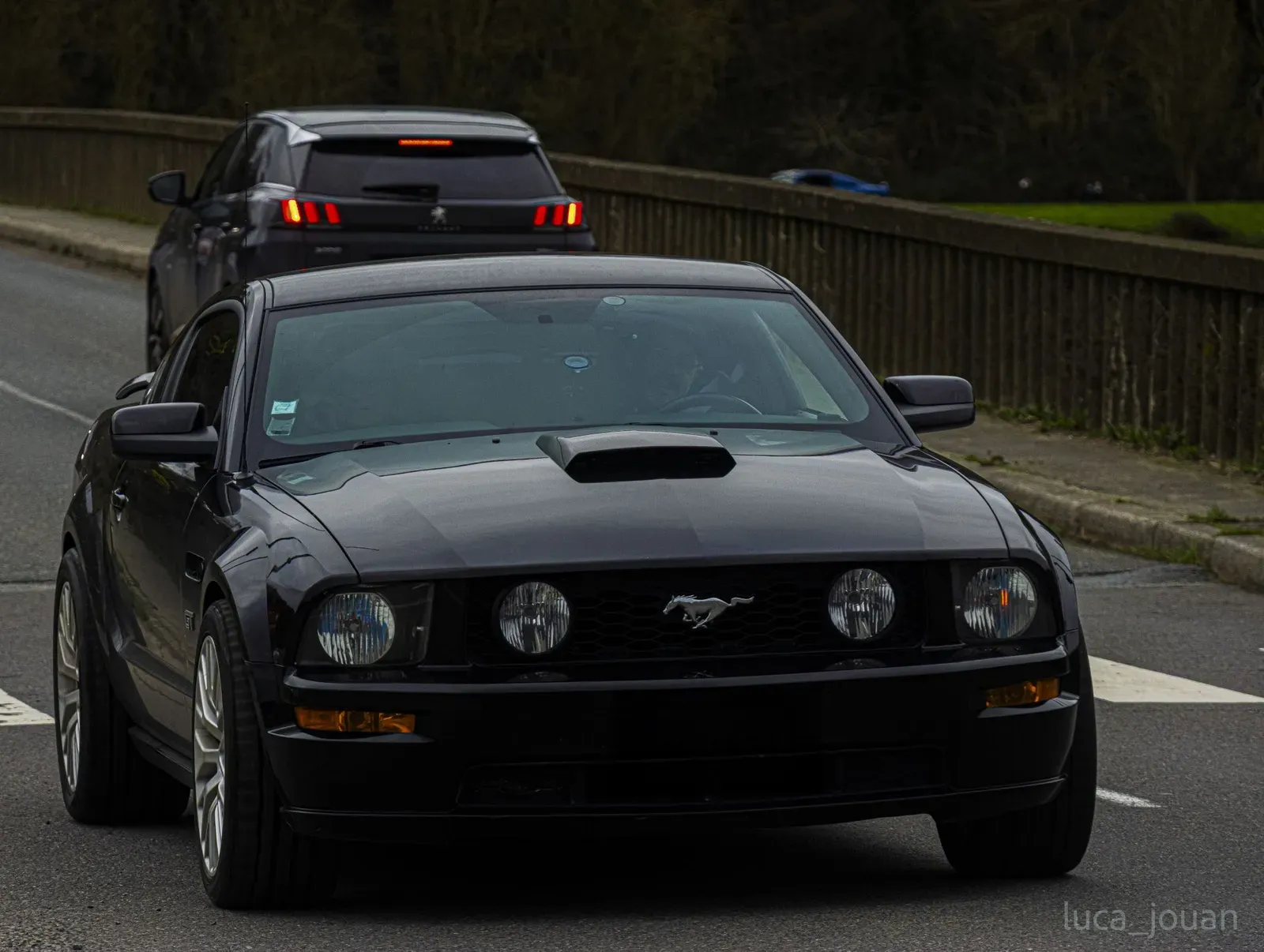 Mustang lors de la sortie du 21 février 2026, Côtes-d'Armor (22) · photo 31