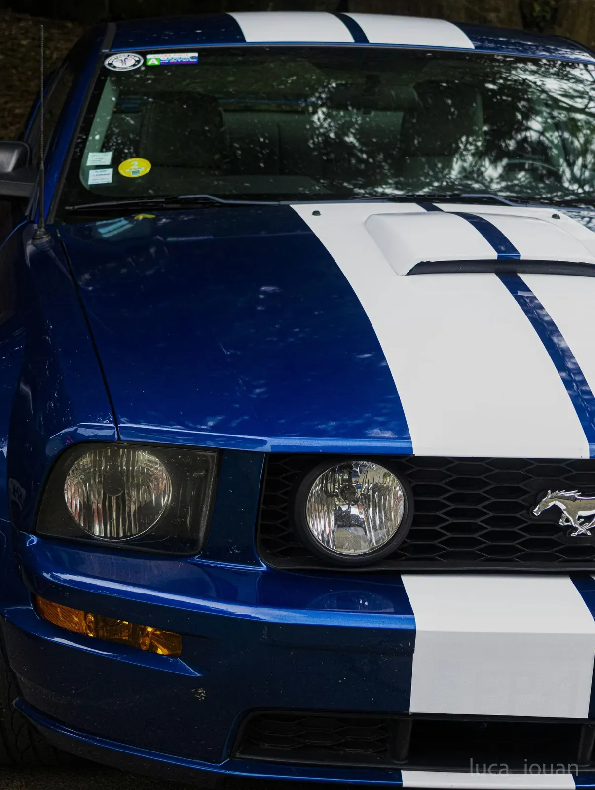 Mustang lors de la sortie du 21 février 2026, Côtes-d'Armor (22) · photo 34