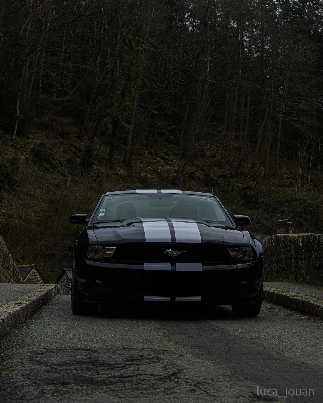 Mustang lors de la sortie du 21 février 2026, Côtes-d'Armor (22) · photo 35