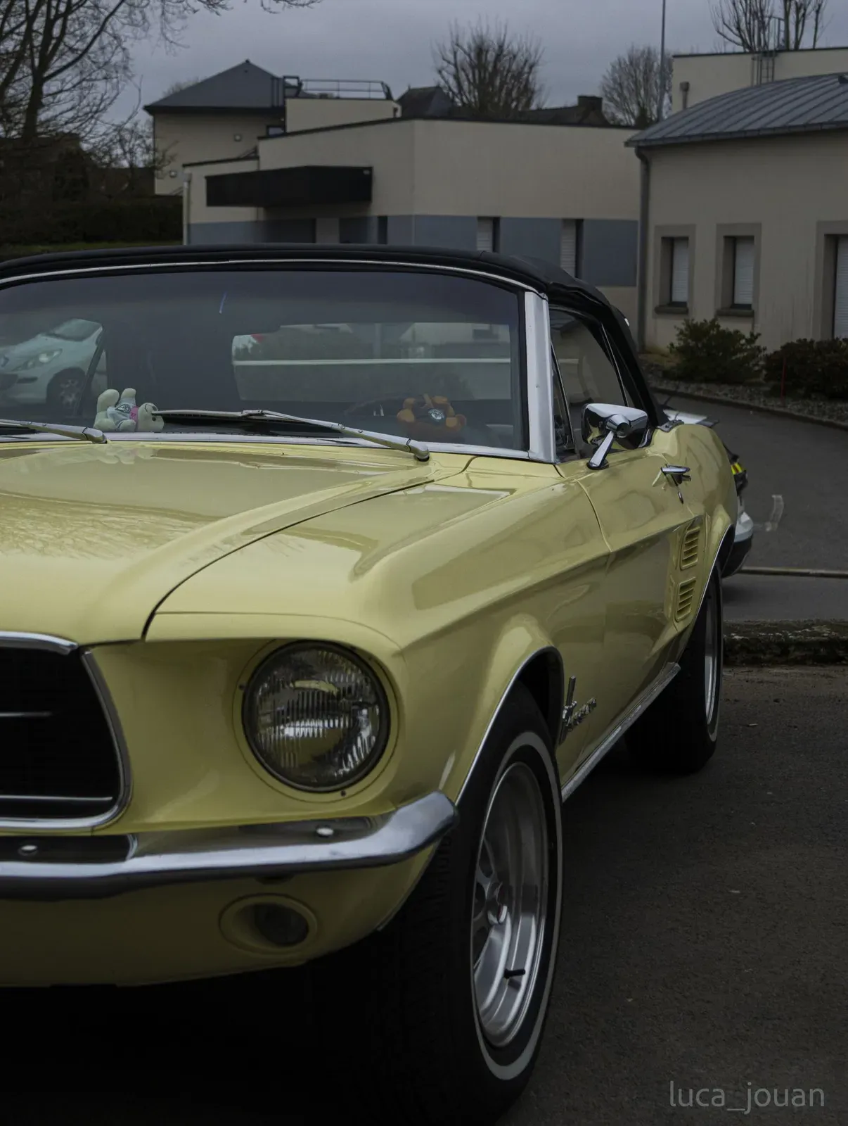 Mustang lors de la sortie du 21 février 2026, Côtes-d'Armor (22) · photo 41