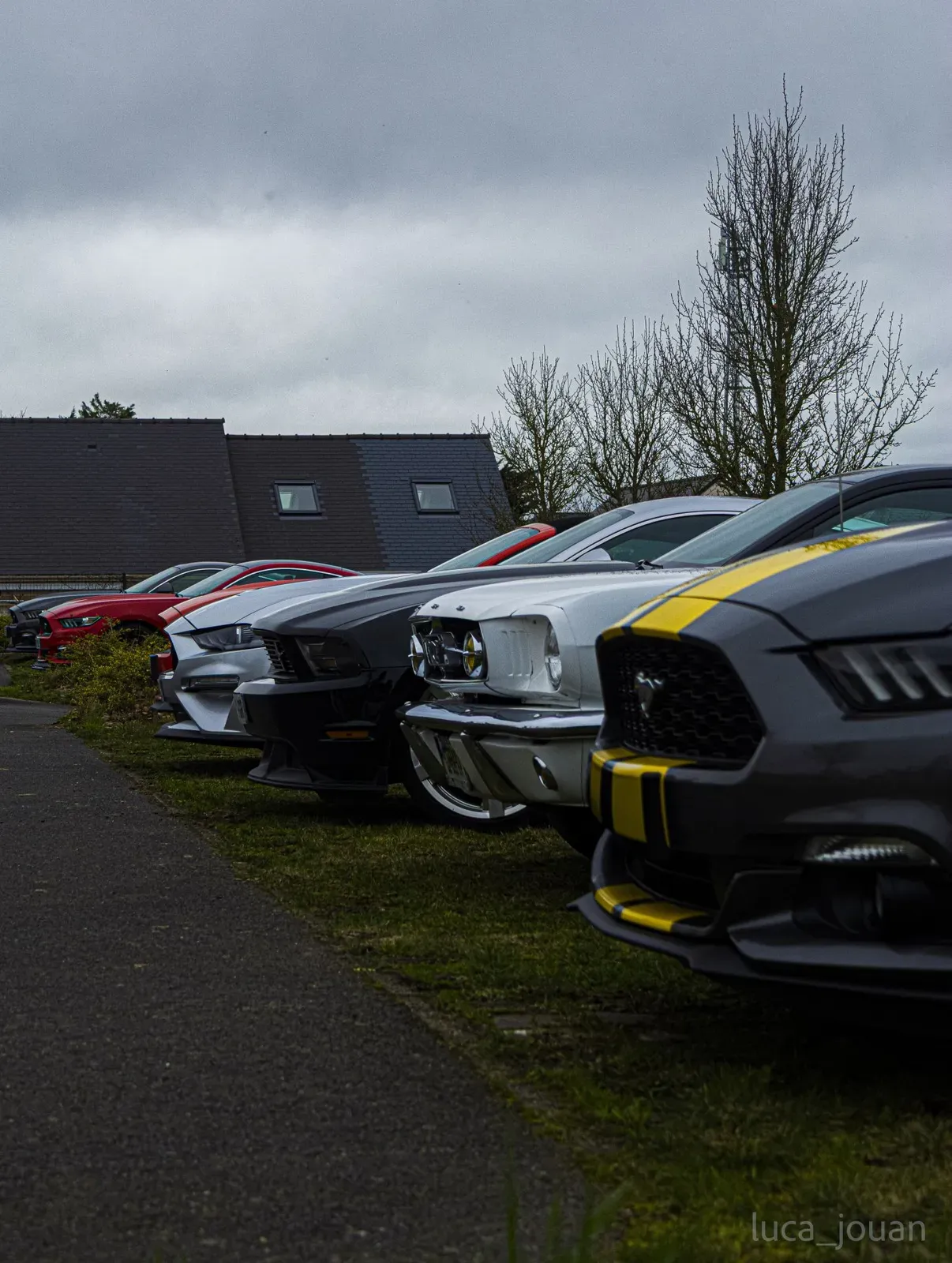 Mustang lors de la sortie du 21 février 2026, Côtes-d'Armor (22) · photo 42
