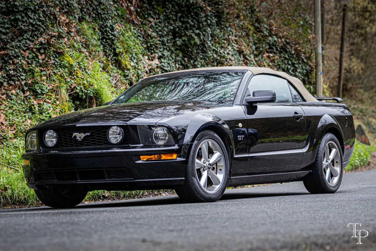 Mustang lors de la sortie du 21 février 2026, Côtes-d'Armor (22) · photo 52