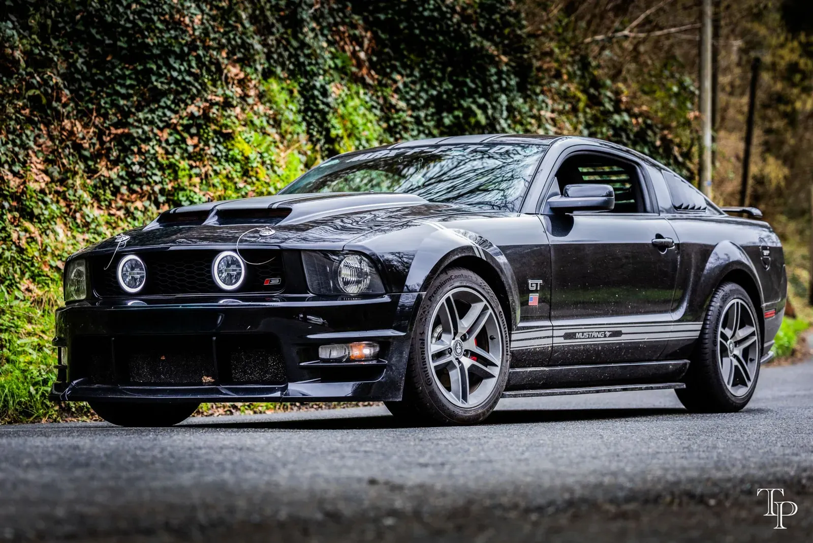 Mustang lors de la sortie du 21 février 2026, Côtes-d'Armor (22) · photo 56