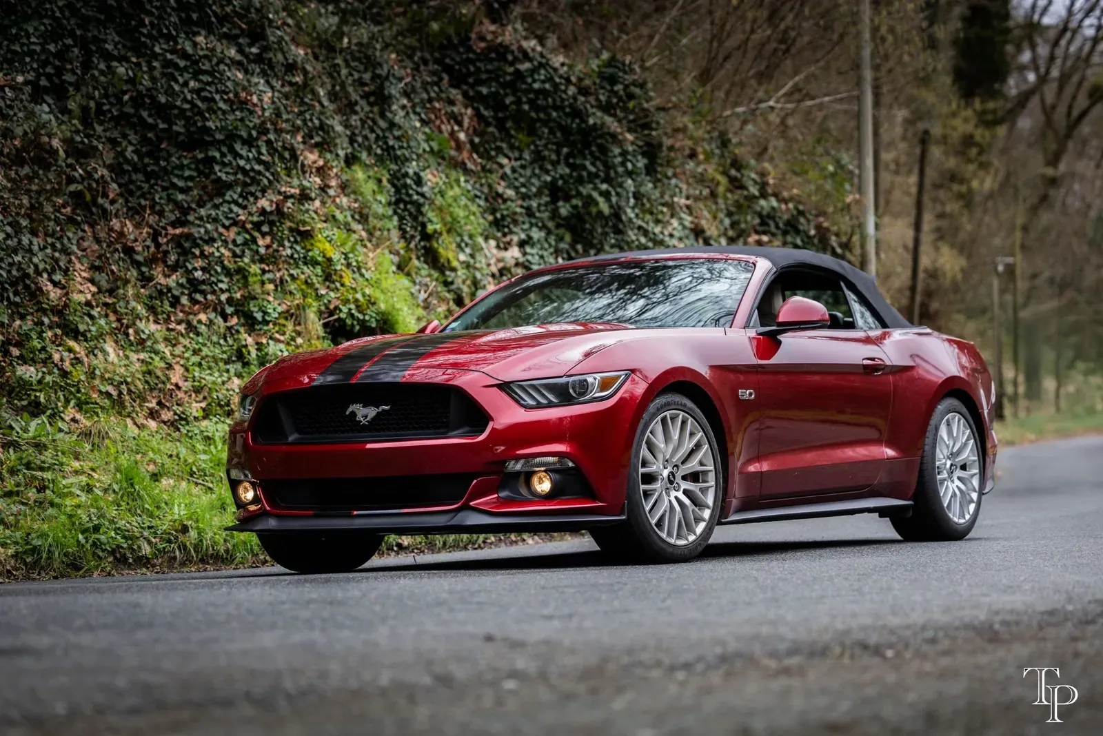 Mustang lors de la sortie du 21 février 2026, Côtes-d'Armor (22) · photo 61