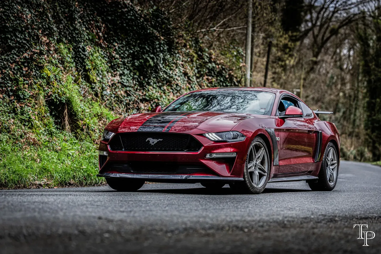 Mustang lors de la sortie du 21 février 2026, Côtes-d'Armor (22) · photo 63