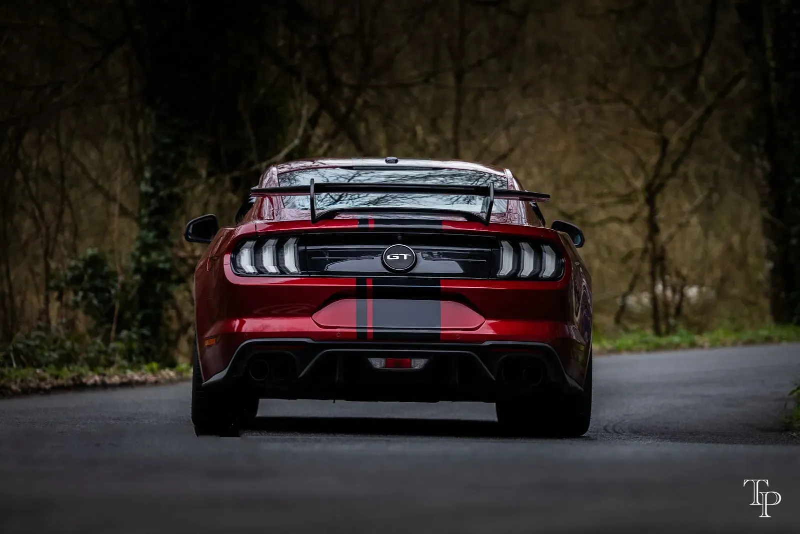 Mustang lors de la sortie du 21 février 2026, Côtes-d'Armor (22) · photo 64
