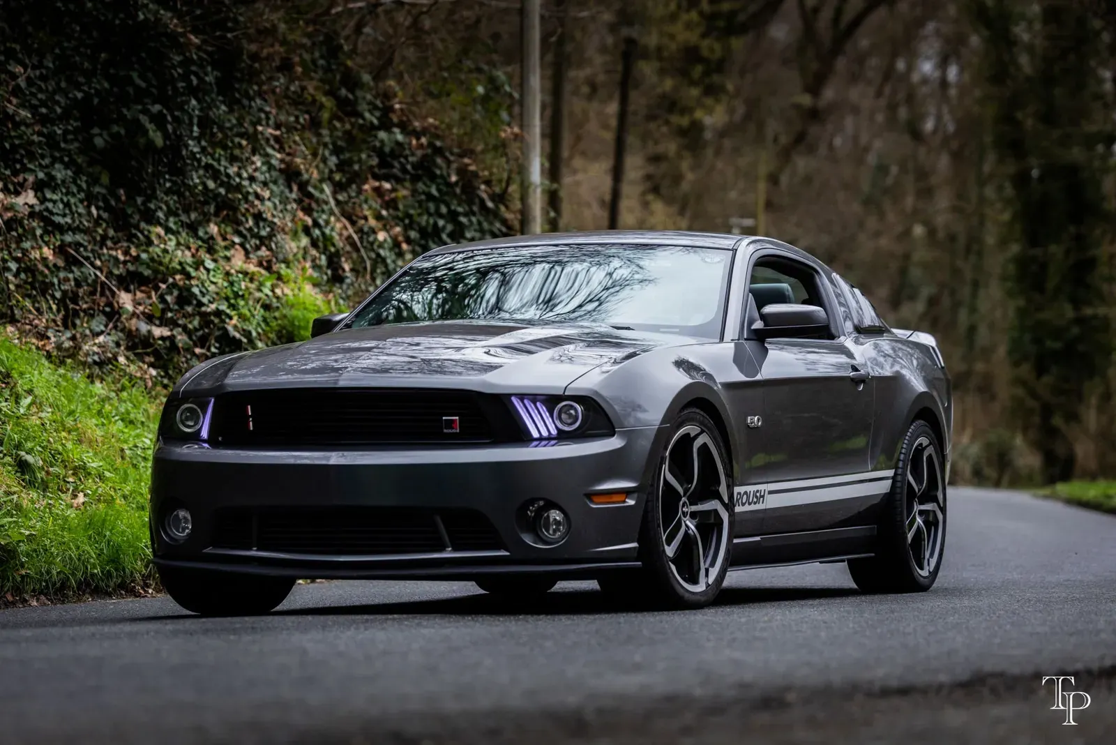 Mustang lors de la sortie du 21 février 2026, Côtes-d'Armor (22) · photo 67