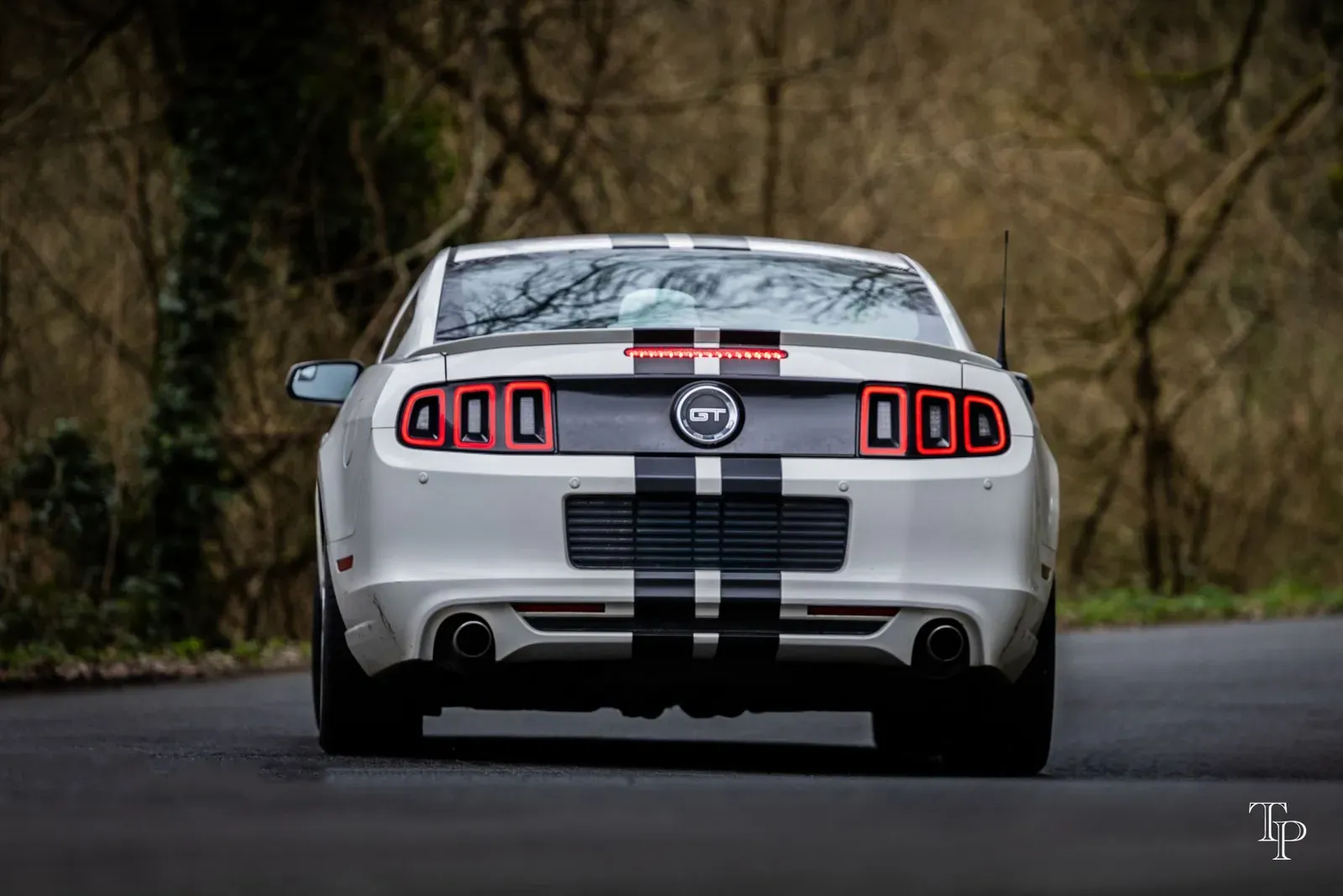 Mustang lors de la sortie du 21 février 2026, Côtes-d'Armor (22) · photo 70