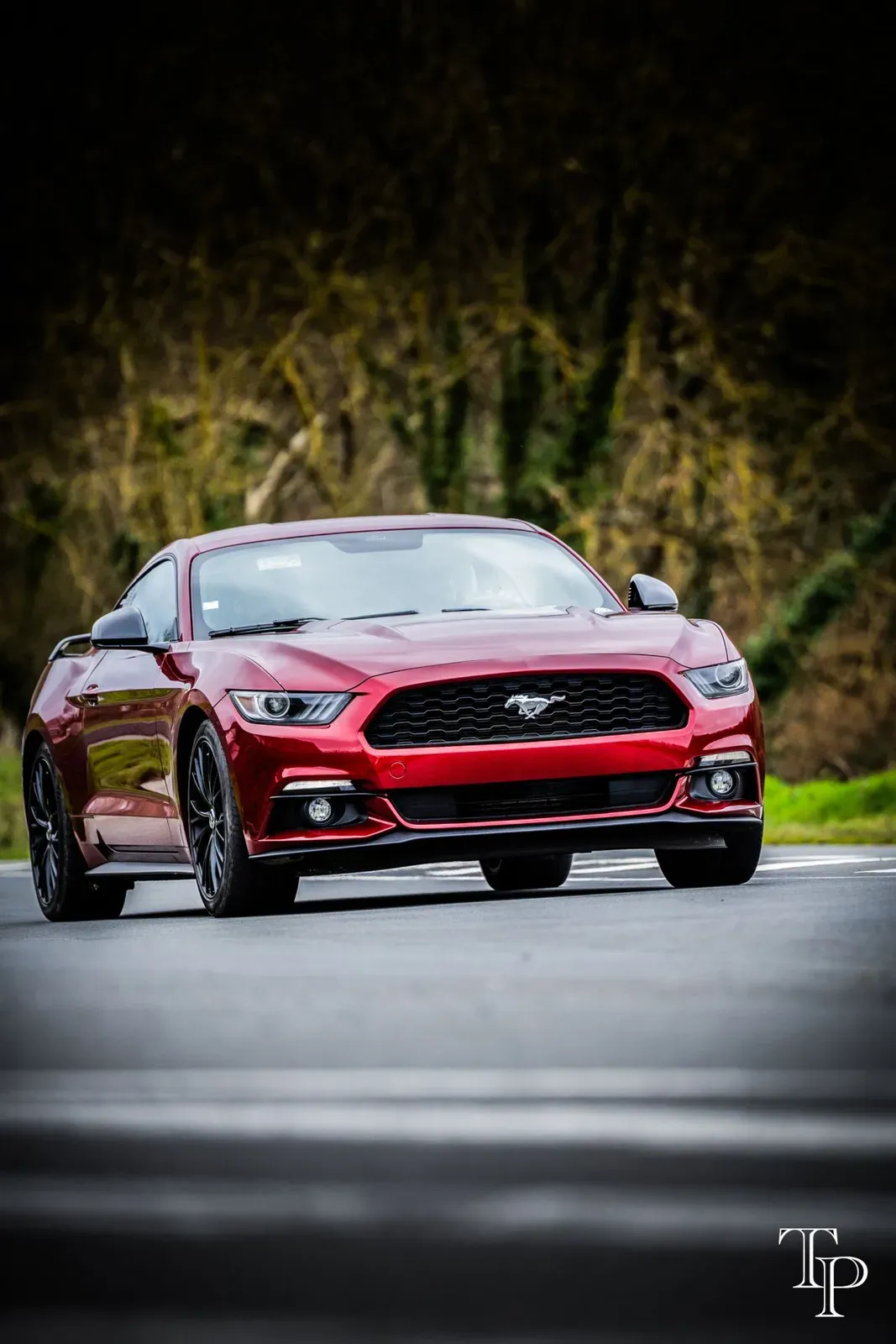 Mustang lors de la sortie du 21 février 2026, Côtes-d'Armor (22) · photo 71