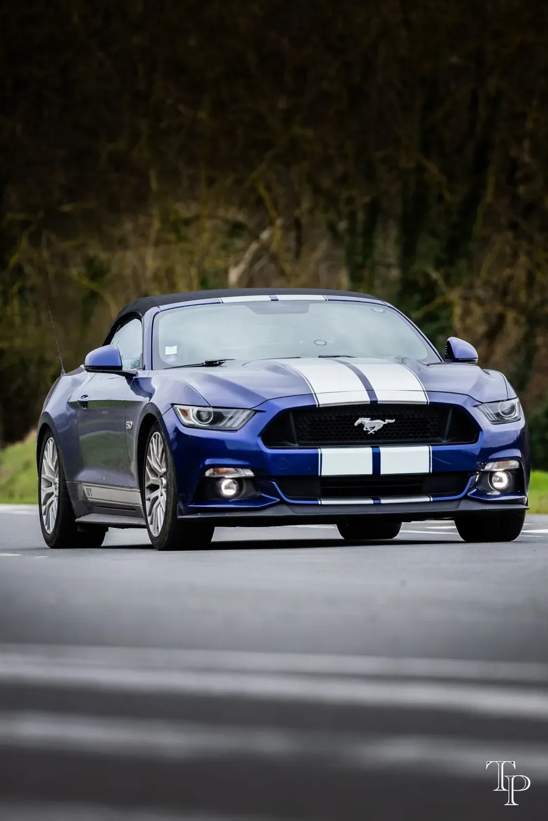 Mustang lors de la sortie du 21 février 2026, Côtes-d'Armor (22) · photo 72
