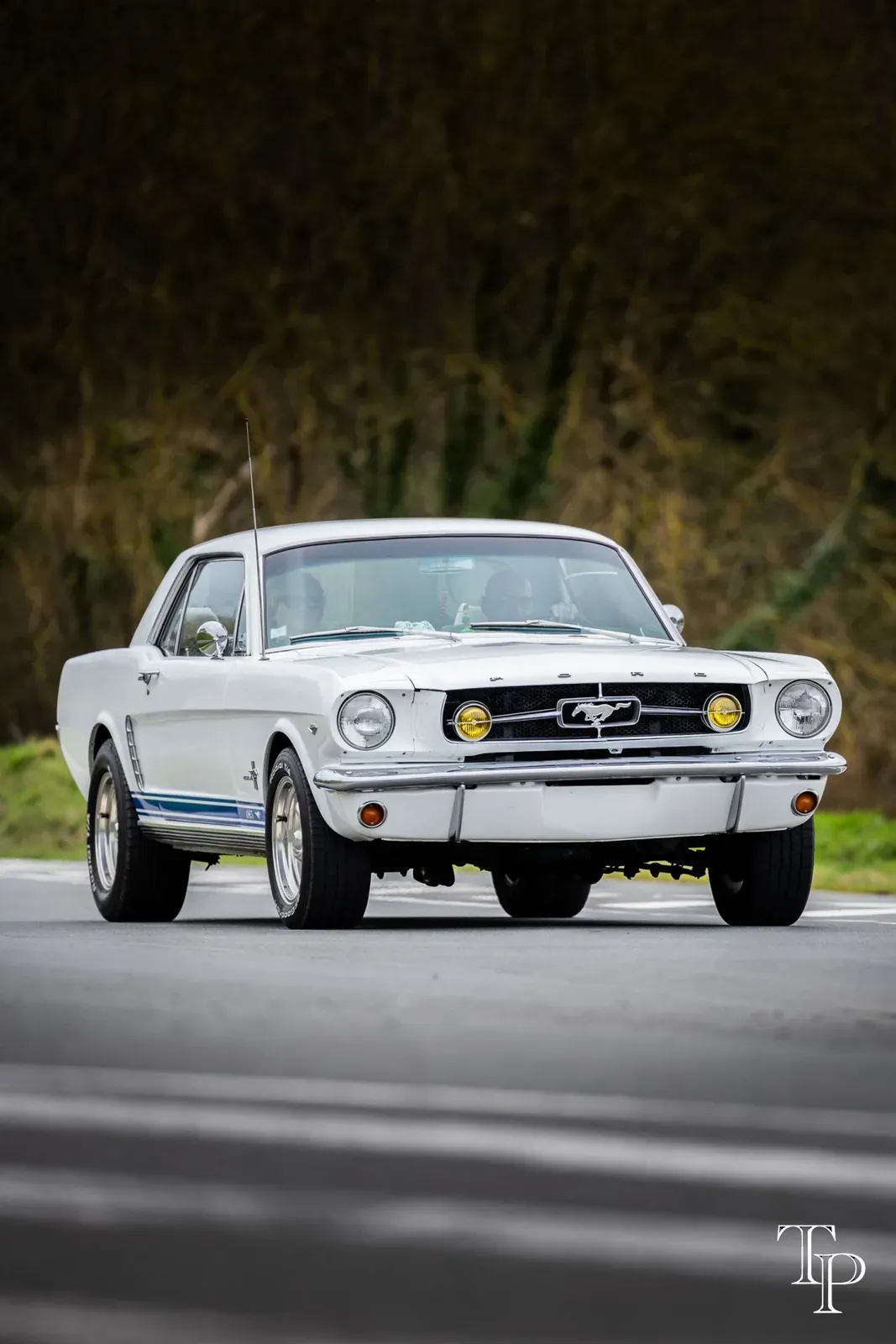 Mustang lors de la sortie du 21 février 2026, Côtes-d'Armor (22) · photo 73