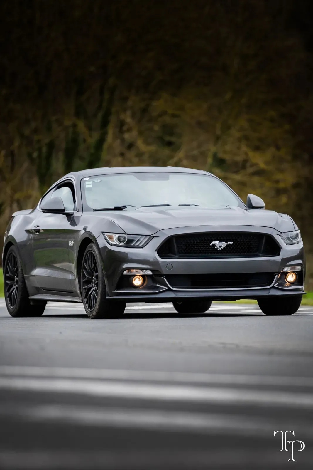 Mustang lors de la sortie du 21 février 2026, Côtes-d'Armor (22) · photo 74