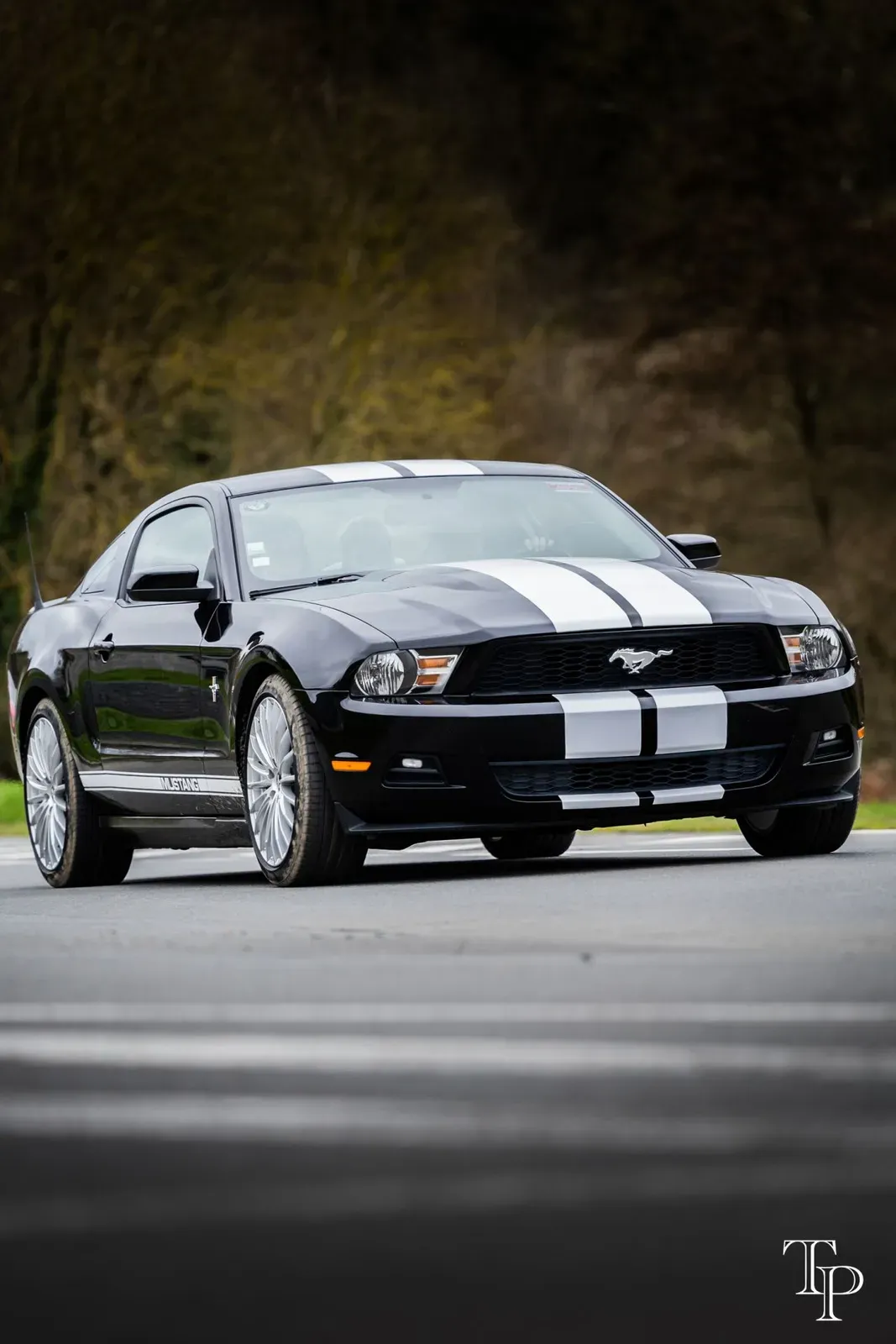 Mustang lors de la sortie du 21 février 2026, Côtes-d'Armor (22) · photo 75