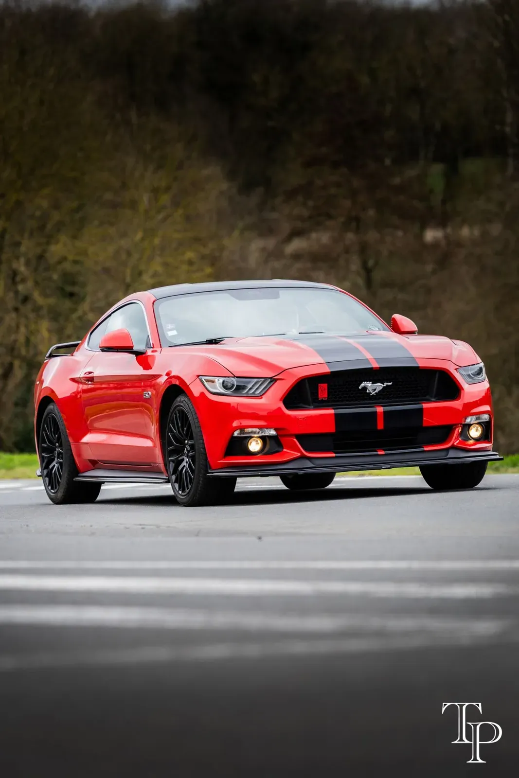 Mustang lors de la sortie du 21 février 2026, Côtes-d'Armor (22) · photo 76