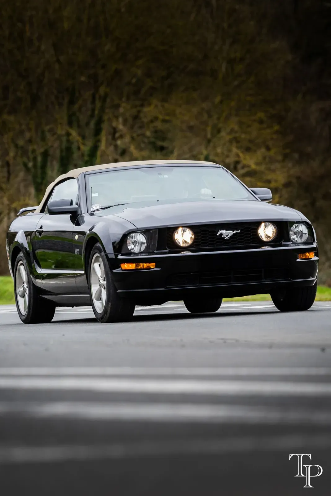 Mustang lors de la sortie du 21 février 2026, Côtes-d'Armor (22) · photo 78