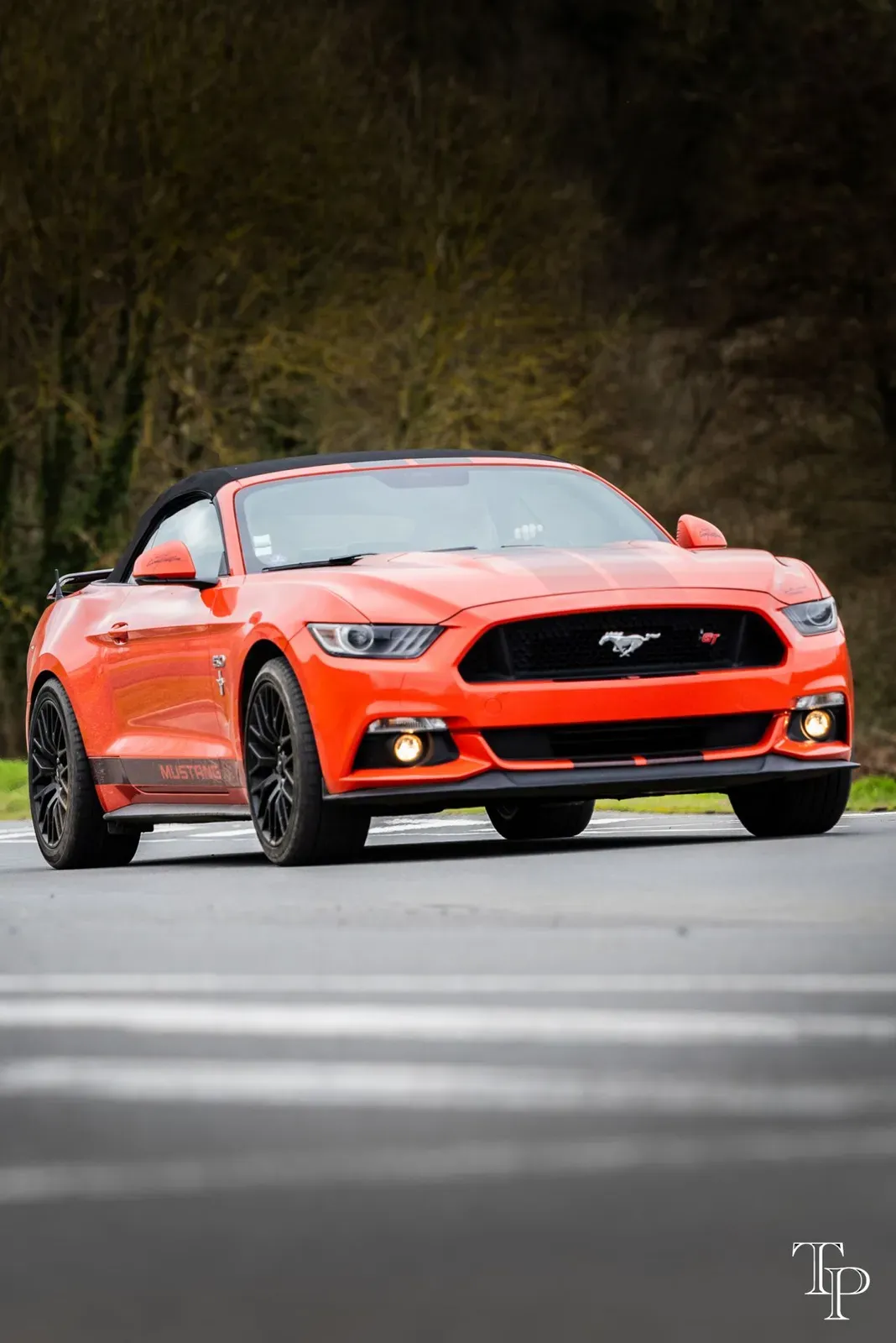 Mustang lors de la sortie du 21 février 2026, Côtes-d'Armor (22) · photo 79