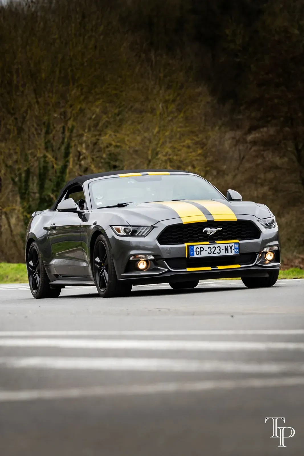 Mustang lors de la sortie du 21 février 2026, Côtes-d'Armor (22) · photo 82