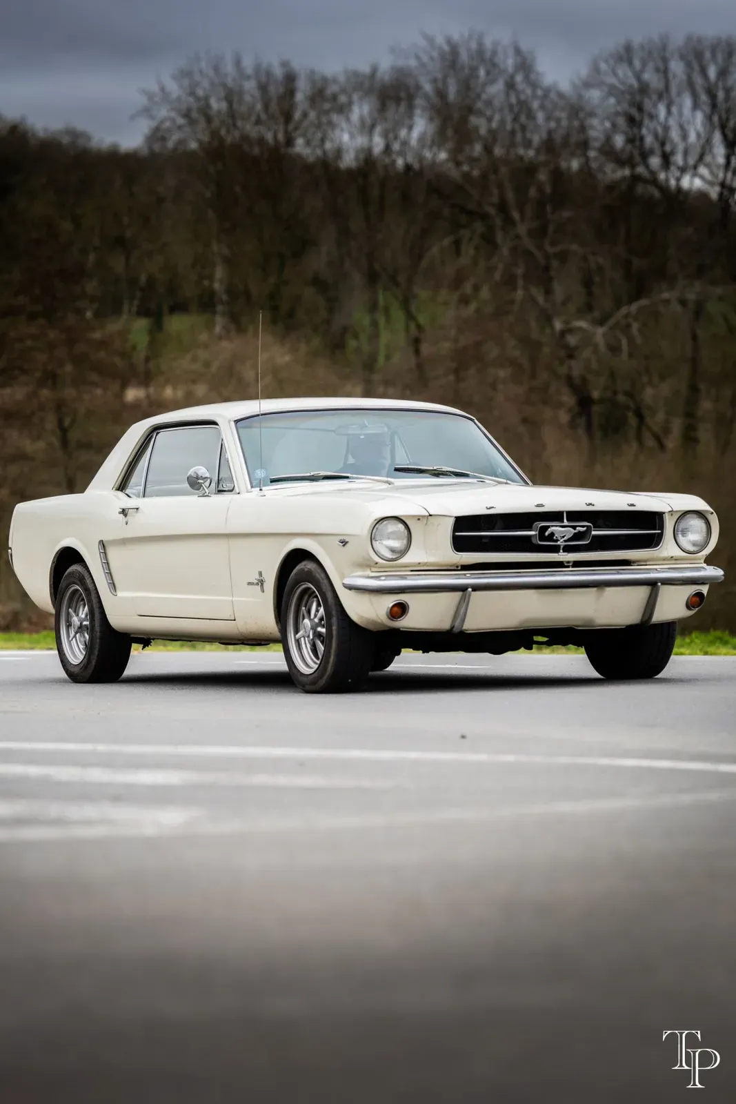 Mustang lors de la sortie du 21 février 2026, Côtes-d'Armor (22) · photo 84