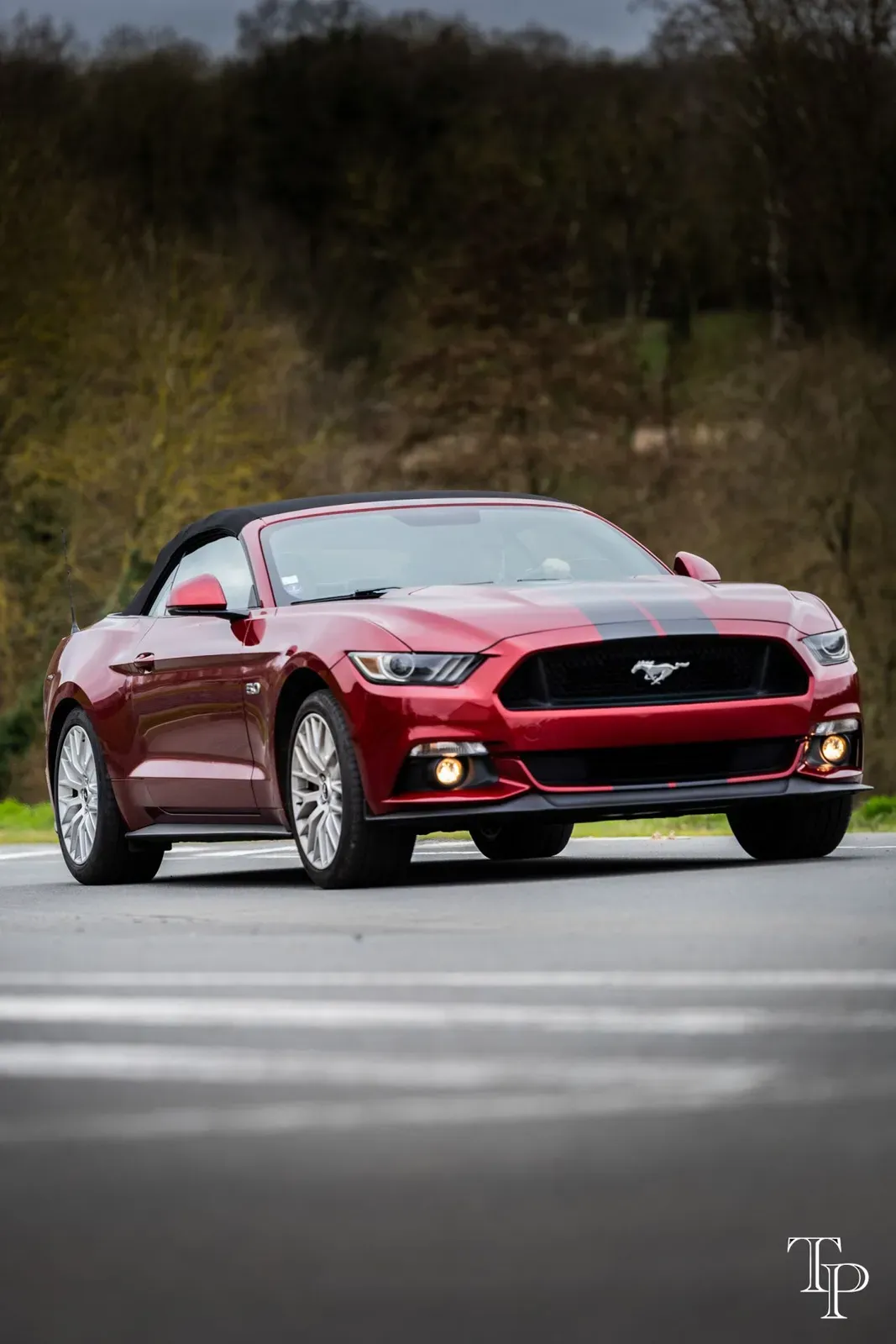 Mustang lors de la sortie du 21 février 2026, Côtes-d'Armor (22) · photo 87