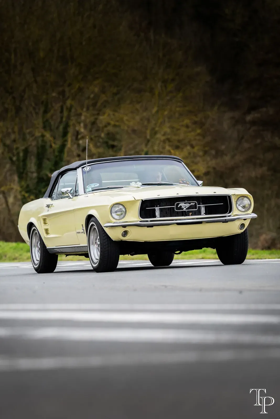 Mustang lors de la sortie du 21 février 2026, Côtes-d'Armor (22) · photo 89