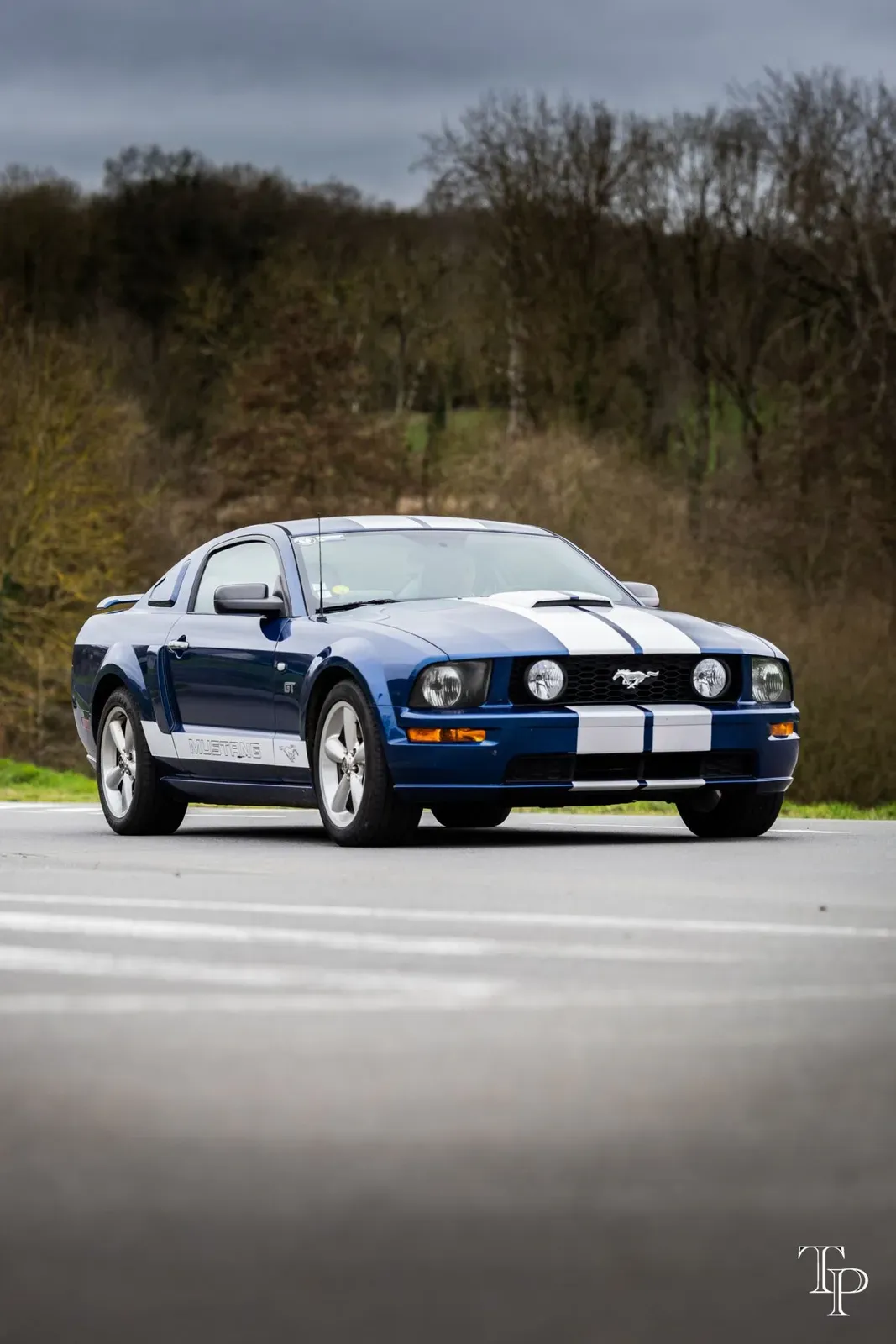 Mustang lors de la sortie du 21 février 2026, Côtes-d'Armor (22) · photo 90