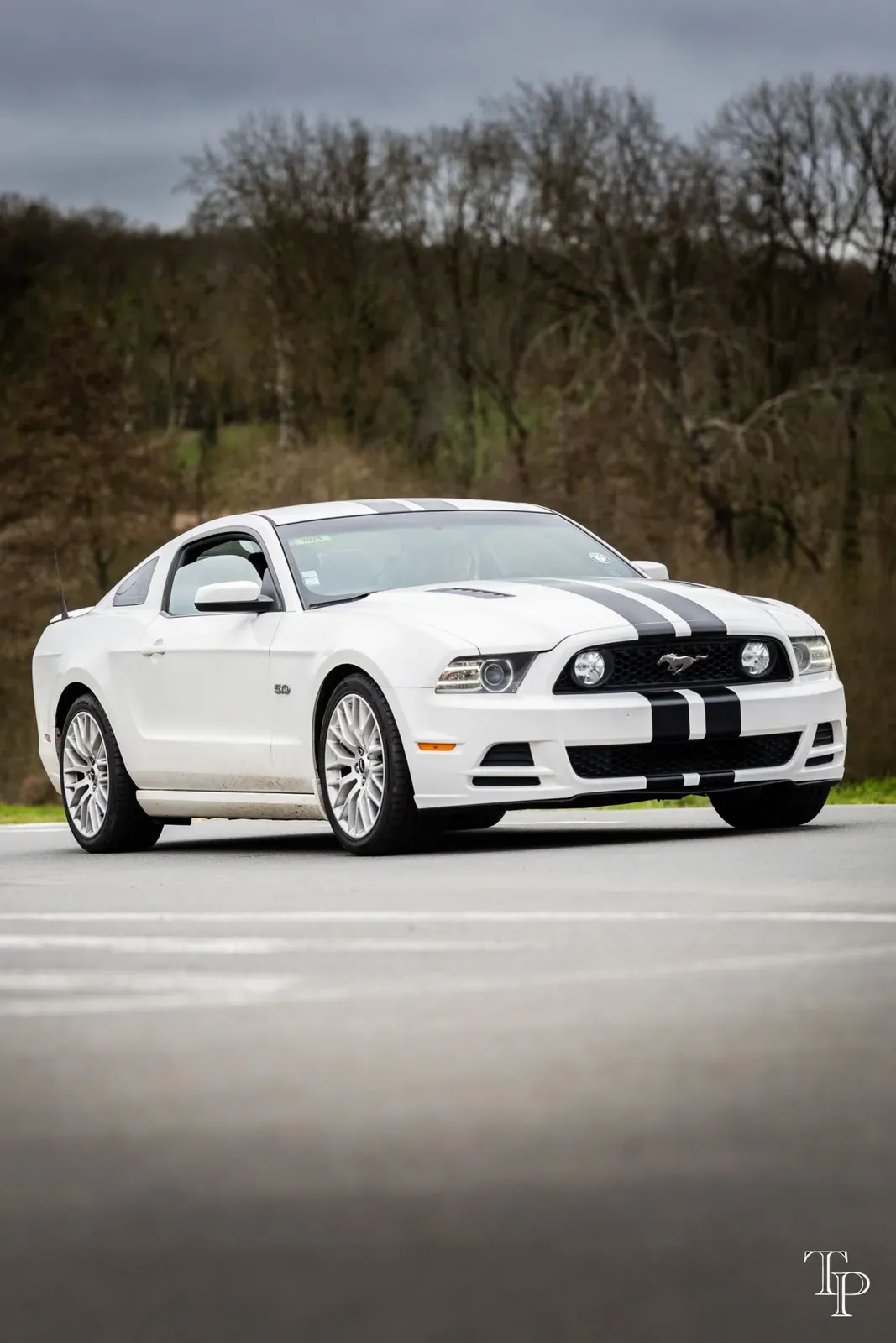 Mustang lors de la sortie du 21 février 2026, Côtes-d'Armor (22) · photo 93