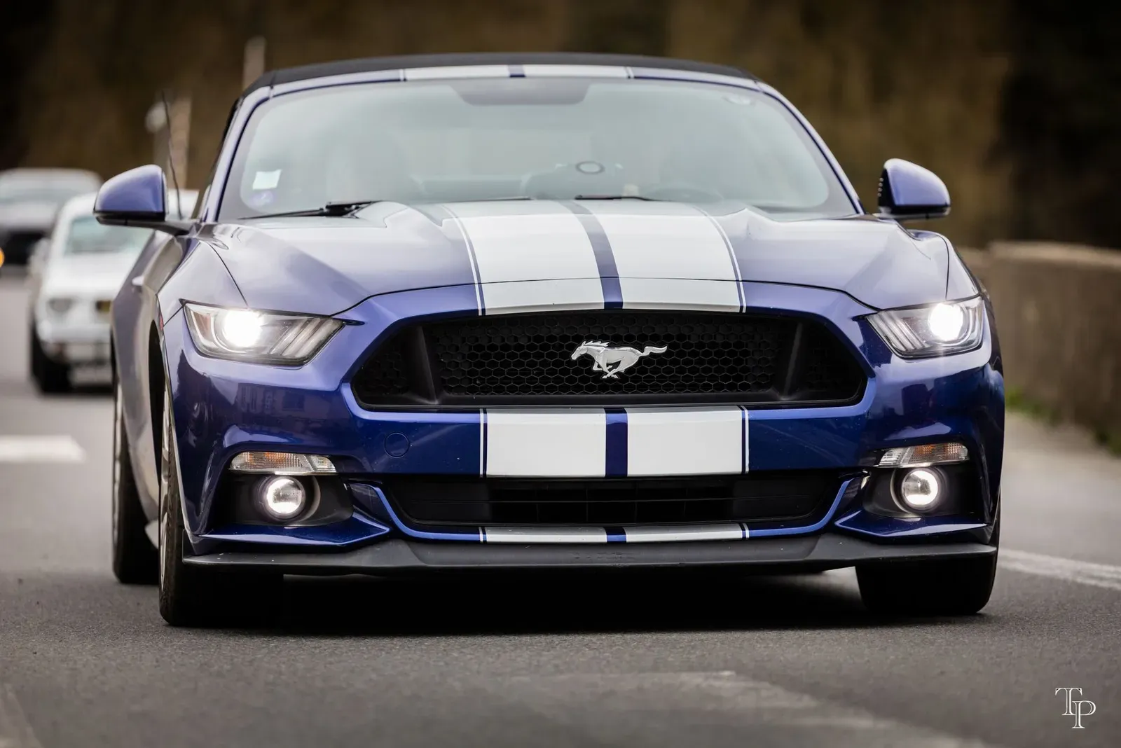 Mustang lors de la sortie du 21 février 2026, Côtes-d'Armor (22) · photo 94
