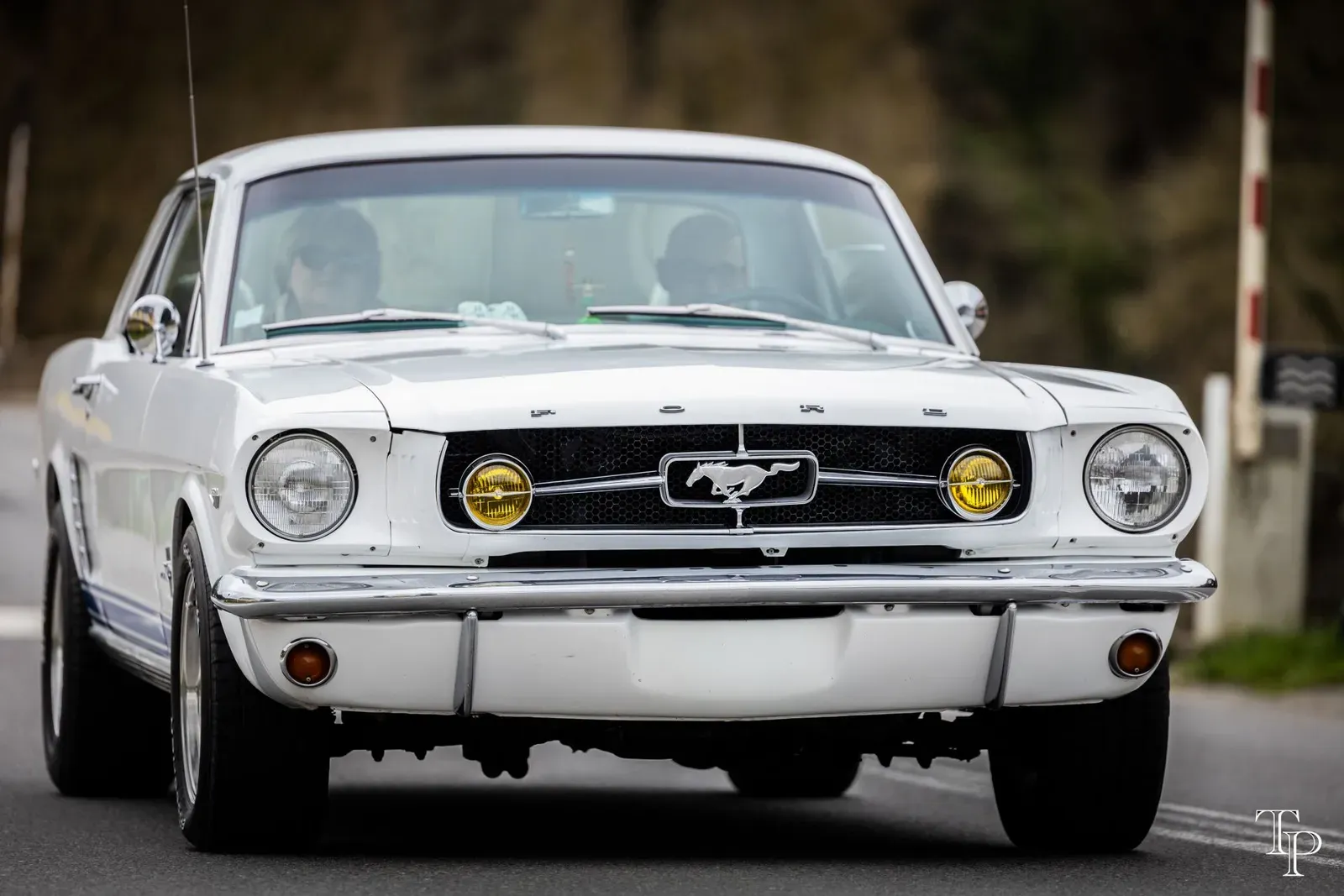 Mustang lors de la sortie du 21 février 2026, Côtes-d'Armor (22) · photo 95