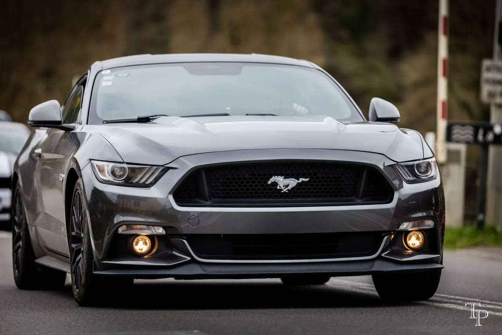 Mustang lors de la sortie du 21 février 2026, Côtes-d'Armor (22) · photo 96