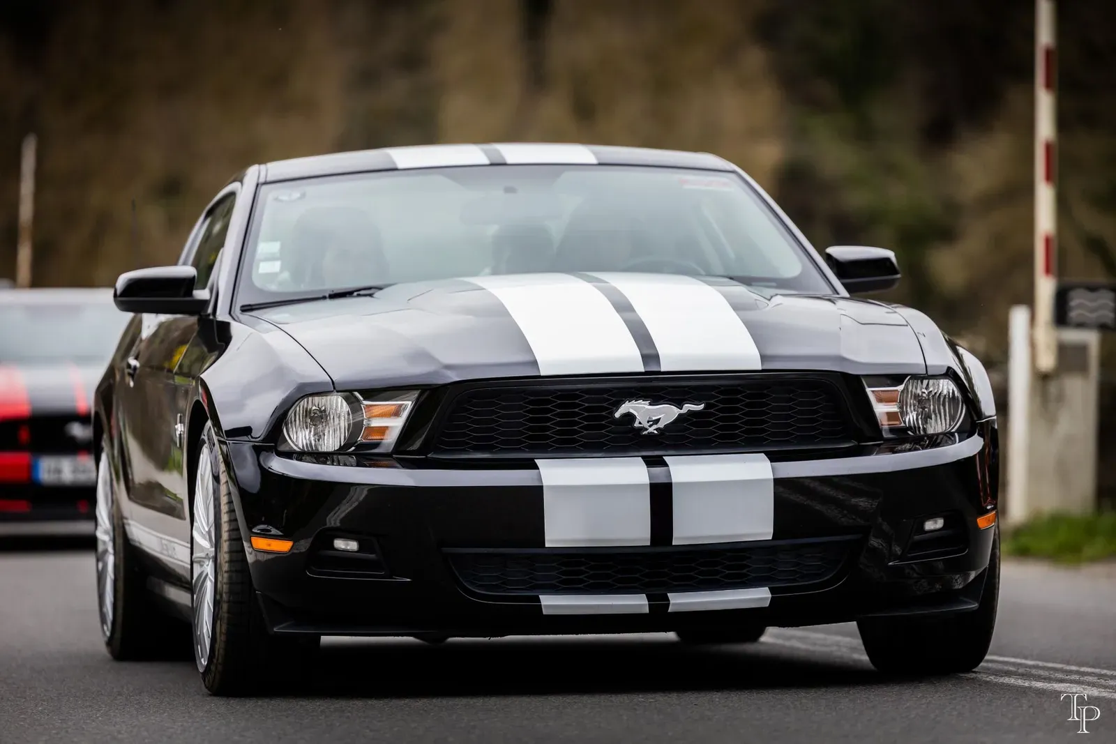 Mustang lors de la sortie du 21 février 2026, Côtes-d'Armor (22) · photo 97