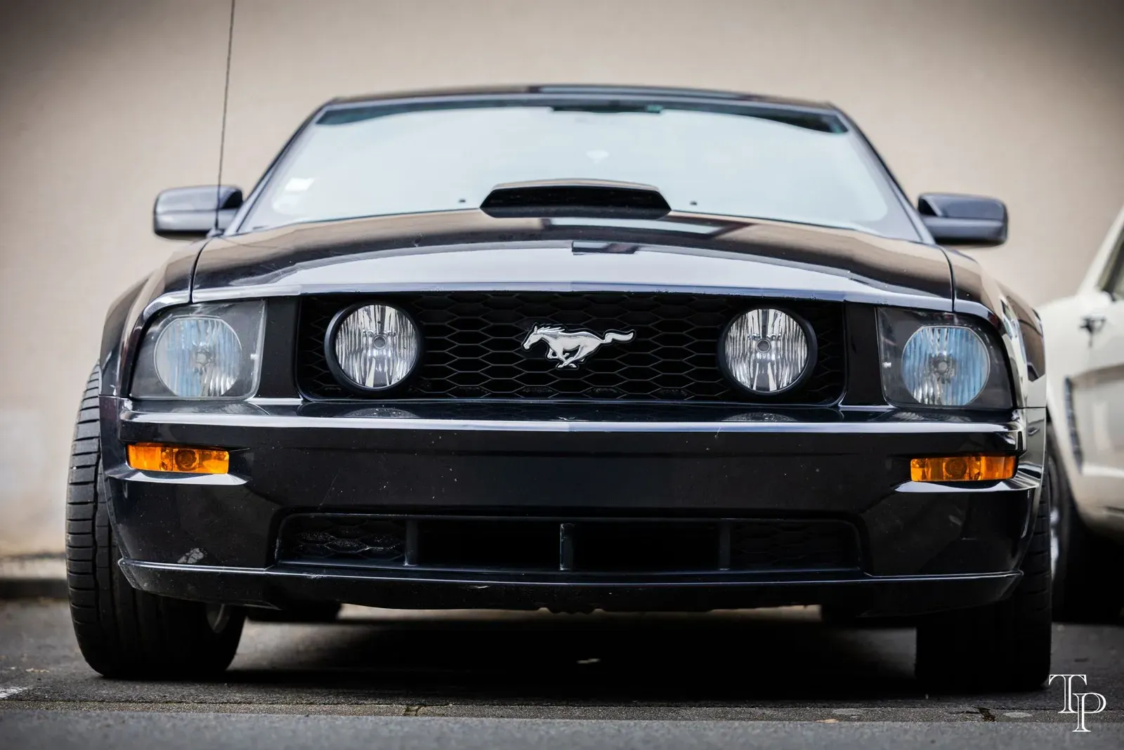 Mustang lors de la sortie du 21 février 2026, Côtes-d'Armor (22) · photo 105