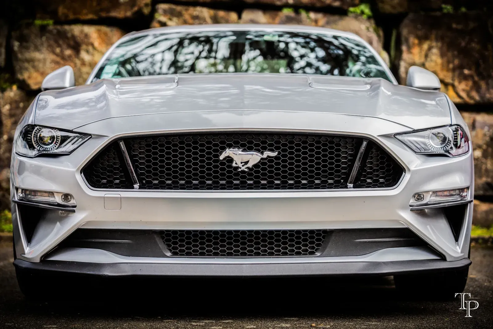 Mustang lors de la sortie du 21 février 2026, Côtes-d'Armor (22) · photo 108