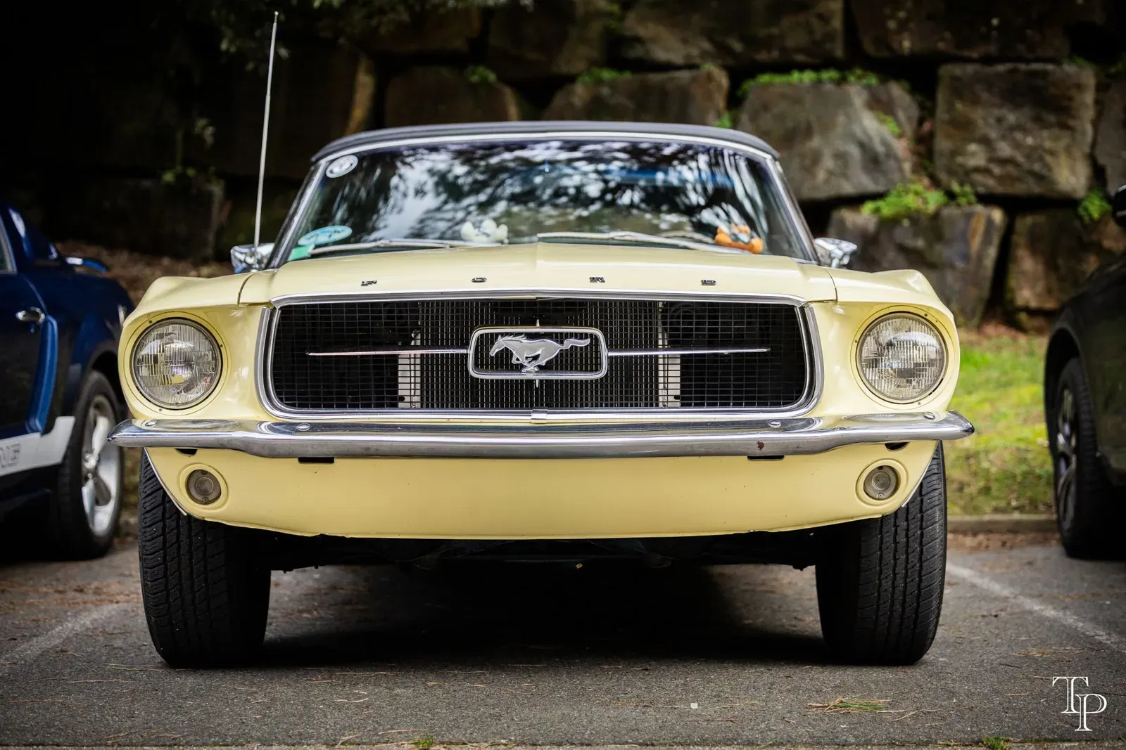 Mustang lors de la sortie du 21 février 2026, Côtes-d'Armor (22) · photo 109