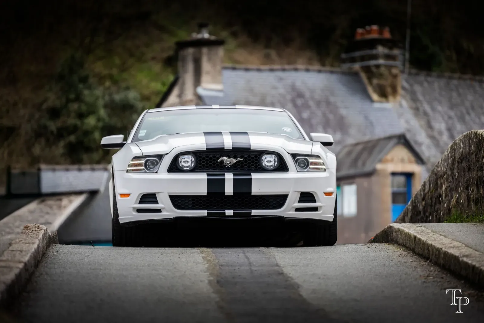 Mustang lors de la sortie du 21 février 2026, Côtes-d'Armor (22) · photo 113