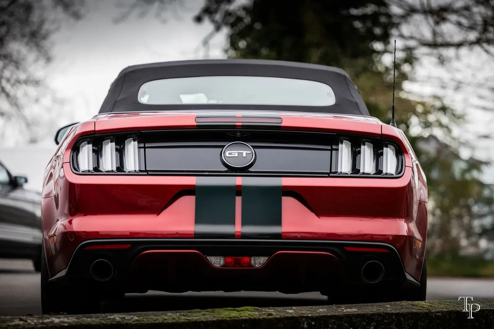 Mustang lors de la sortie du 21 février 2026, Côtes-d'Armor (22) · photo 114