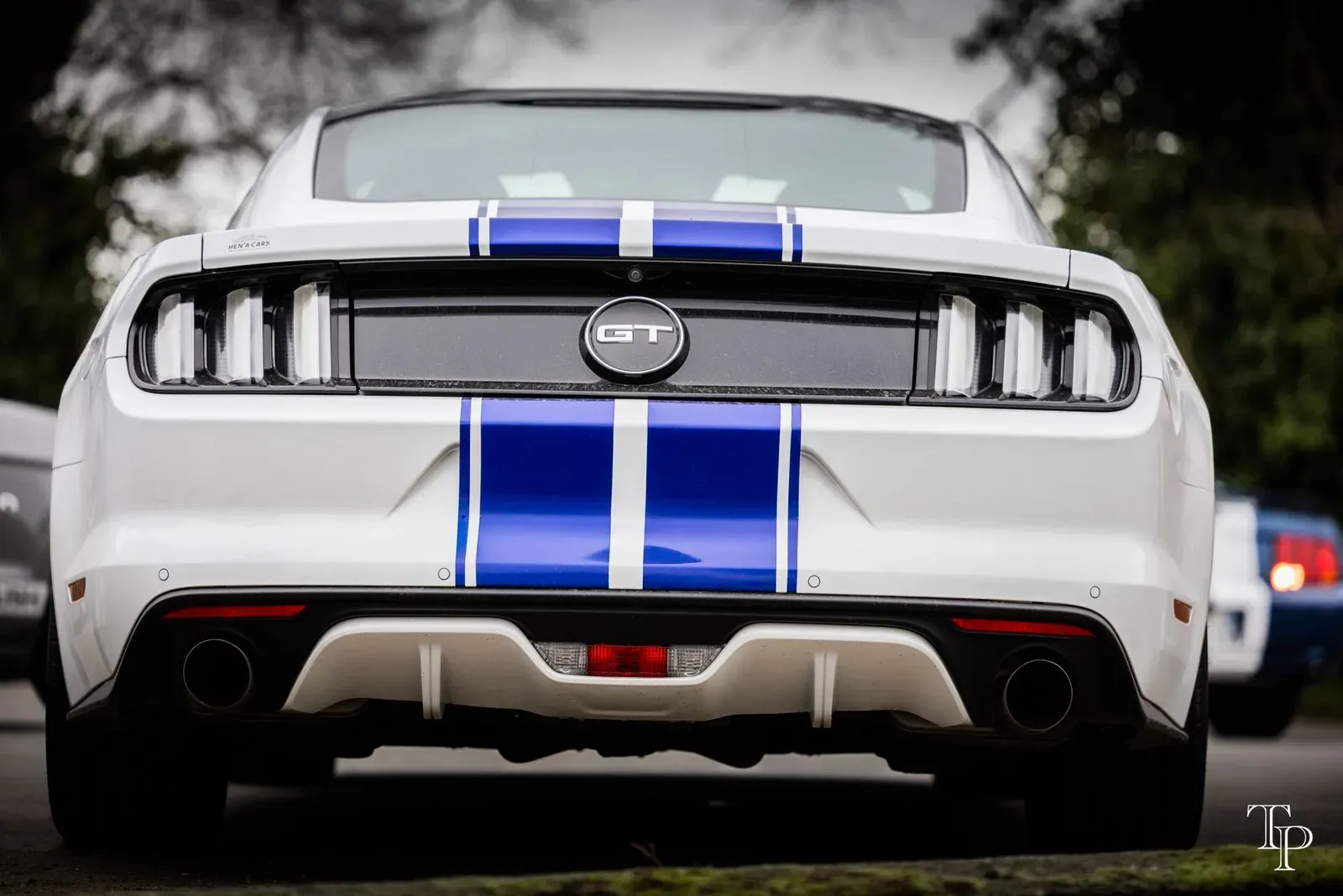 Mustang lors de la sortie du 21 février 2026, Côtes-d'Armor (22) · photo 115