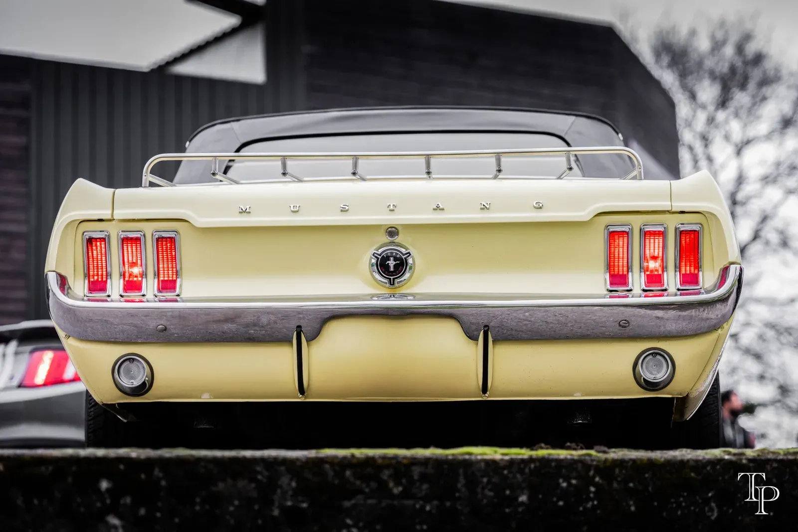 Mustang lors de la sortie du 21 février 2026, Côtes-d'Armor (22) · photo 116