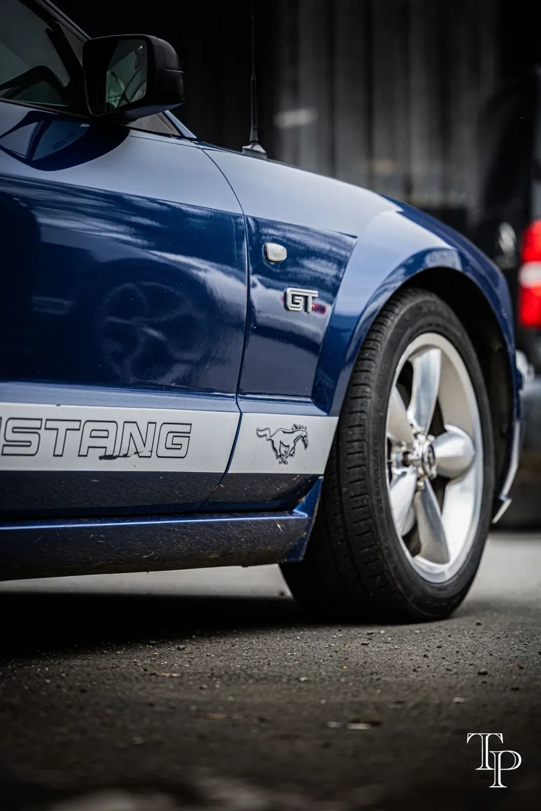 Mustang lors de la sortie du 21 février 2026, Côtes-d'Armor (22) · photo 117