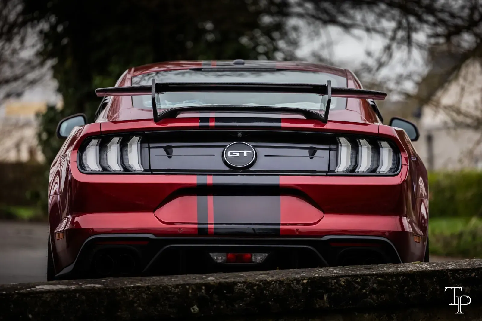 Mustang lors de la sortie du 21 février 2026, Côtes-d'Armor (22) · photo 118