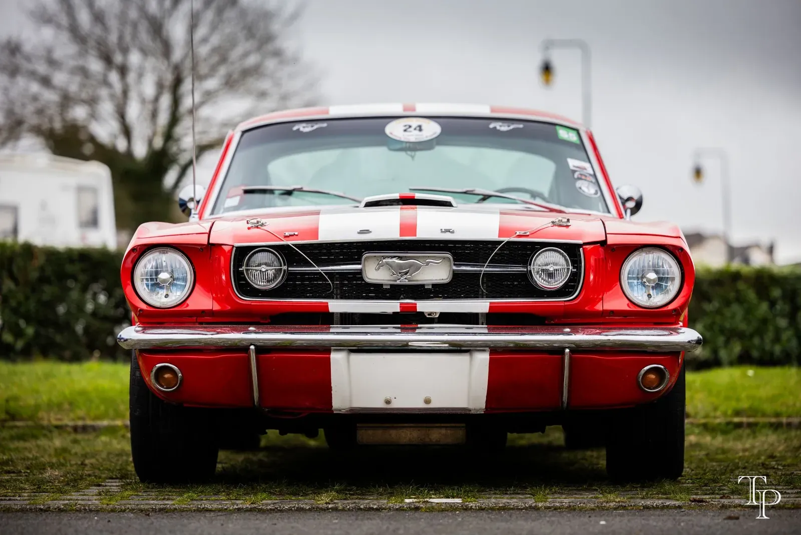 Mustang lors de la sortie du 21 février 2026, Côtes-d'Armor (22) · photo 120
